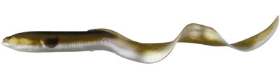Przynta Savage Gear Real Eel Loose Body - Olive Pearl